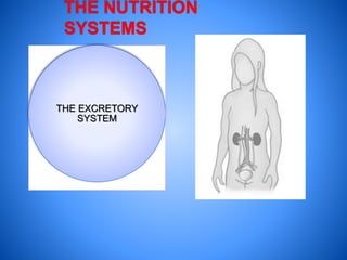 THE EXCRETORY
SYSTEM
 