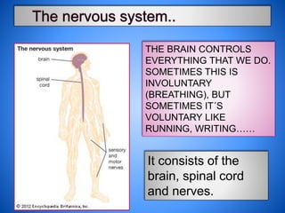 THE BRAIN CONTROLS
EVERYTHING THAT WE DO.
SOMETIMES THIS IS
INVOLUNTARY
(BREATHING), BUT
SOMETIMES IT´S
VOLUNTARY LIKE
RUNNING, WRITING……
It consists of the
brain, spinal cord
and nerves.
 