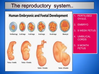 1. FERTILISED
OVULE.
2. EMBRYO
3. 9 WEEK FETUS
4. UMBILICAL
CORDS
5. 9 MONTH
FETUS
 