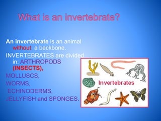 An invertebrate is an animal
without a backbone.
INVERTEBRATES are divided
in: ARTHROPODS
(INSECTS),
MOLLUSCS,
WORMS,
ECHINODERMS,
JELLYFISH and SPONGES.
 