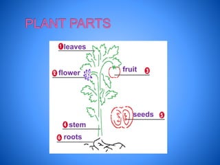 leaves
flower? fruit
stem
seeds
roots
 