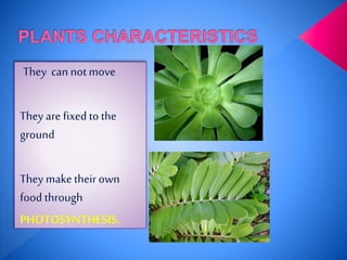 They can not move
They are fixedtothe
ground
They maketheirown
food through
PHOTOSYNTHESIS.
 