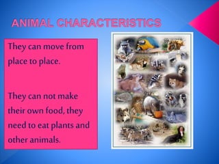 They can move from
place to place.
They can not make
their ownfood,they
needto eat plants and
other animals.
 