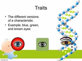 Traits
• The different versions
of a characteristic
• Example: blue, green,
and brown eyes
 