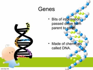 Genes
• Bits of information
passed down from
parent to child.
• Made of chemicals
called DNA.
 