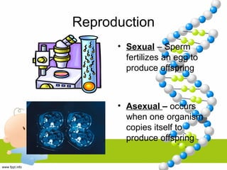 Reproduction
• Sexual – Sperm
fertilizes an egg to
produce offspring
• Asexual – occurs
when one organism
copies itself to
produce offspring
 