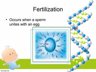Fertilization
• Occurs when a sperm
unites with an egg
 