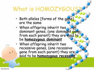 What is HOMOZYGOUS?
• Both alleles [forms of the gene]
are the same
• When offspring inherit two
dominant genes, (one dominant gene
from each parent) they are said to
be homozygous dominant
• When offspring inherit two
recessive genes, (one recessive
gene from each parent) they are
said to be homozygous recessive
 