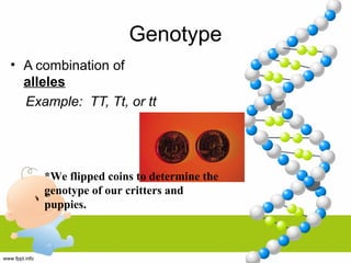 Genotype
• A combination of
alleles
Example: TT, Tt, or tt
*We flipped coins to determine the
genotype of our critters and
puppies.
 