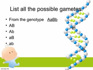 List all the possible gametes.
• From the genotype AaBb
• AB
• Ab
• aB
• ab
 