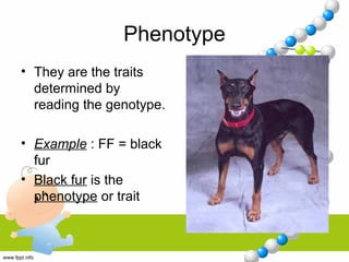 Phenotype
• They are the traits
determined by
reading the genotype.
• Example : FF = black
fur
• Black fur is the
phenotype or trait
 