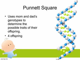 Punnett Square
• Uses mom and dad’s
genotypes to
determine the
possible traits of their
offspring.
• 4 offspring
 