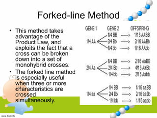 Forked-line Method
• This method takes
advantage of the
Product Law, and
exploits the fact that a
cross can be broken
down into a set of
monohybrid crosses.
• The forked line method
is especially useful
when three or more
characteristics are
crossed
simultaneously.
 