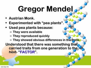 Gregor MendelGregor Mendel
• Austrian Monk.Austrian Monk.
• Experimented with “pea plants”.Experimented with “pea plants”.
• Used pea plants because:Used pea plants because:
– They were availableThey were available
– They reproduced quicklyThey reproduced quickly
– They showed obvious differences in the traitsThey showed obvious differences in the traits
Understood that there was something thatUnderstood that there was something that
carried traits from one generation to thecarried traits from one generation to the
next- “next- “FACTORFACTOR”.”.
 