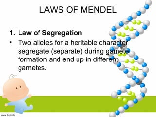 LAWS OF MENDEL
1. Law of Segregation
• Two alleles for a heritable character
segregate (separate) during gamete
formation and end up in different
gametes.
 