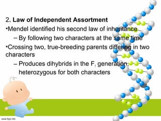 2. Law of Independent Assortment
•Mendel identified his second law of inheritance
– By following two characters at the same time
•Crossing two, true-breeding parents differing in two
characters
– Produces dihybrids in the F1 generation,
heterozygous for both characters
 