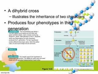 YYRRP Generation
Gametes YR yr
yyrr
YyRr
Hypothesis of
dependent
assortment
Hypothesis of
independent
assortment
F2 Generation
(predicted
offspring)
1
⁄2 YR
YR
yr
1
⁄2
1
⁄2
1
⁄2 yr
YYRR YyRr
yyrrYyRr
3
⁄4
1
⁄4
Sperm
Eggs
Phenotypic ratio 3:1
YR1
⁄4
Yr1
⁄4
yR1
⁄4
yr1
⁄4
9
⁄16
3
⁄16
3
⁄16
1
⁄16
YYRR YYRr YyRR YyRr
YyrrYyRrYYrrYYrr
YyRR YyRr yyRR yyRr
yyrryyRrYyrrYyRr
Phenotypic ratio 9:3:3:1
315 108 101 32 Phenotypic ratio approximately 9:3:3:1
F1 Generation
Eggs
YR Yr yR yr1
⁄4
1
⁄4
1
⁄4
1
⁄4
Sperm
RESULTS
CONCLUSION The results support the hypothesis of
independent assortment. The alleles for seed color and seed
shape sort into gametes independently of each other.
EXPERIMENT Two true-breeding pea plants—
one with yellow-round seeds and the other with
green-wrinkled seeds—were crossed, producing
dihybrid F1 plants. Self-pollination of the F1 dihybrids,
which are heterozygous for both characters,
produced the F2 generation. The two hypotheses
predict different phenotypic ratios. Note that yellow
color (Y) and round shape (R) are dominant.
• A dihybrid cross
– Illustrates the inheritance of two characters
• Produces four phenotypes in the F2
generation
Figure 14.8
 