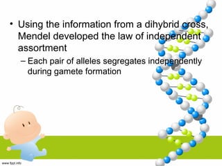 • Using the information from a dihybrid cross,
Mendel developed the law of independent
assortment
– Each pair of alleles segregates independently
during gamete formation
 