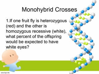 Monohybrid Crosses
1.If one fruit fly is heterozygous
(red) and the other is
homozygous recessive (white),
what percent of the offspring
would be expected to have
white eyes?
 