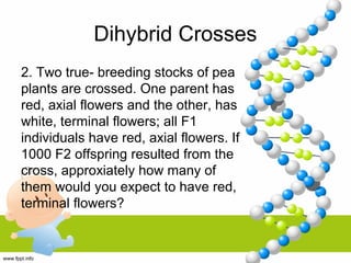 Dihybrid Crosses
2. Two true- breeding stocks of pea
plants are crossed. One parent has
red, axial flowers and the other, has
white, terminal flowers; all F1
individuals have red, axial flowers. If
1000 F2 offspring resulted from the
cross, approxiately how many of
them would you expect to have red,
terminal flowers?
 