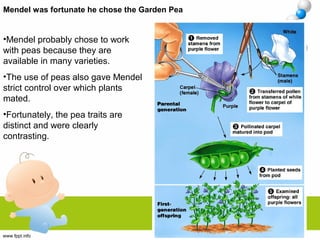 Mendel was fortunate he chose the Garden Pea
•Mendel probably chose to work
with peas because they are
available in many varieties.
•The use of peas also gave Mendel
strict control over which plants
mated.
•Fortunately, the pea traits are
distinct and were clearly
contrasting.
 