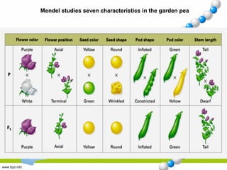 Mendel studies seven characteristics in the garden pea
 