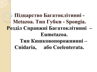 Підцарство Багатоклітинні -
Metazoa. Тип Губки - Spongia.
Розділ Справжні Багатоклітинні –
Eumetazoa.
Тип Кишковопорожнинні –
Cnidaria, або Coelenterata.
 