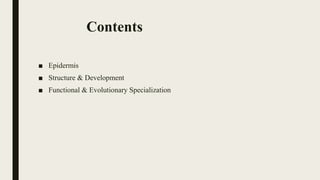 Contents
■ Epidermis
■ Structure & Development
■ Functional & Evolutionary Specialization
 