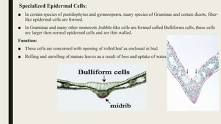 Specialized Epidermal Cells:
■ In certain species of pteridophytes and gymnosperm, many species of Graminae and certain dicots, fiber-
like epidermal cells are formed.
■ In Graminae and many other monocots ,bubble-like cells are formed called Bulliforms cells, these cells
are larger then normal epidermal cells and are thin walled.
Function:
■ These cells are concerned with opening of rolled leaf as enclosed in bud.
■ Rolling and unrolling of mature leaves as a result of loss and uptake of water.
 