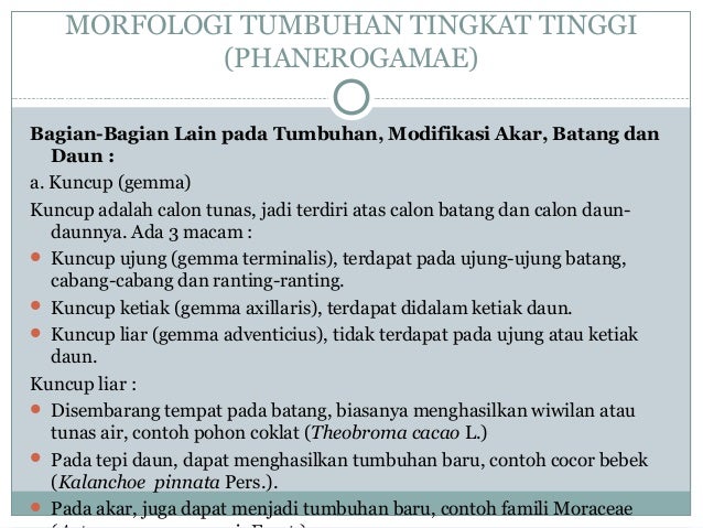 Biologi Tanaman : Terminologi dan morfologi tumbuhan ...