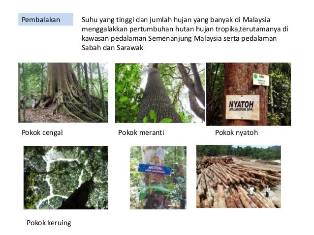 4.2 Pengaruh cuaca dan Iklim kpd kegiatan manusia di Malaysia