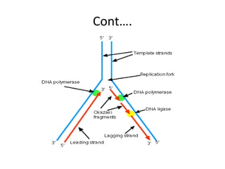4. dna replication made easy | PPTX