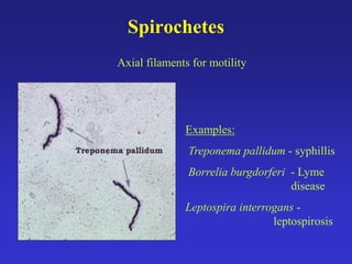 4. bacterial classification | PDF