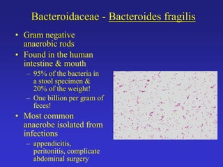4. bacterial classification | PDF