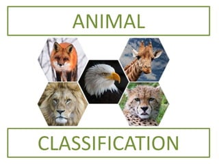 ANIMAL
CLASSIFICATION
 