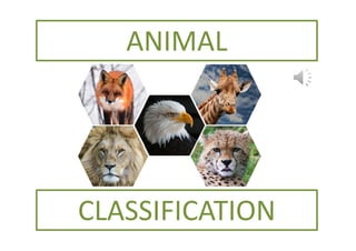ANIMAL
CLASSIFICATION
 