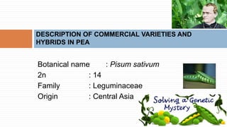 Botanical name : Pisum sativum
2n : 14
Family : Leguminaceae
Origin : Central Asia
DESCRIPTION OF COMMERCIAL VARIETIES AND
HYBRIDS IN PEA
 