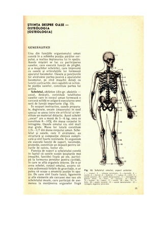 4.stiinta despre oase-osteologia