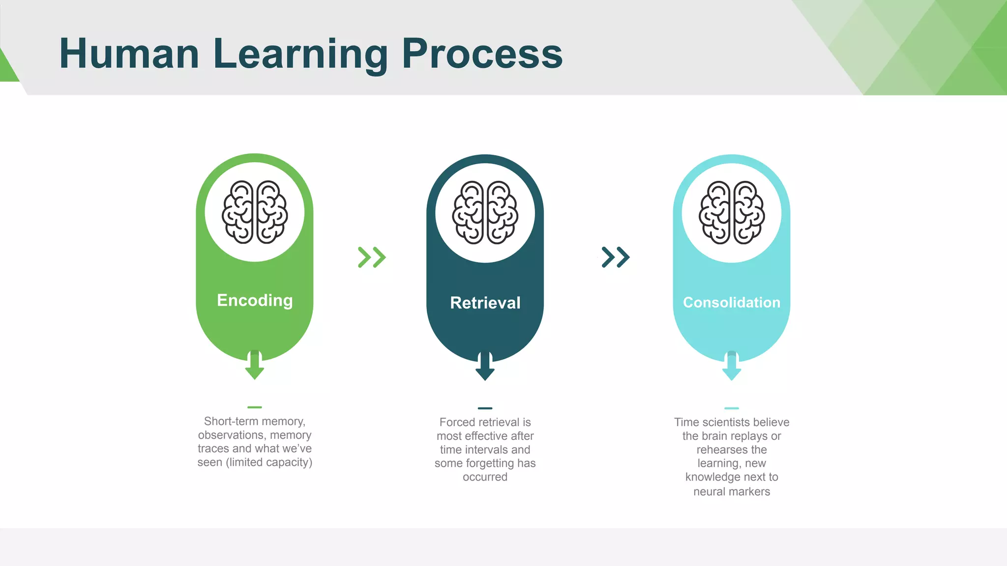 Human Learning Process
Encoding
Short-term memory,
observations, memory
traces and what we’ve
seen (limited capacity)
Retrieval
Forced retrieval is
most effective after
time intervals and
some forgetting has
occurred
Consolidation
Time scientists believe
the brain replays or
rehearses the
learning, new
knowledge next to
neural markers
 