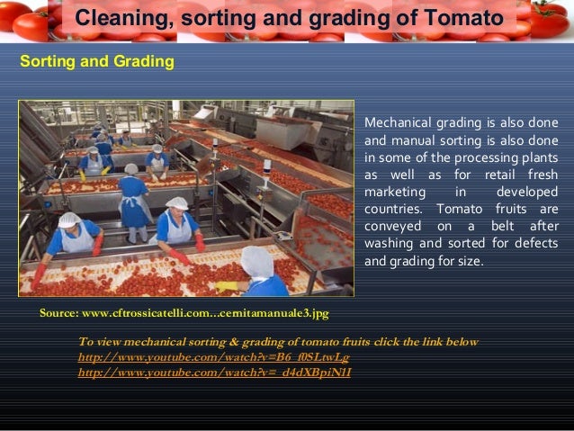 Tomato Grading Chart