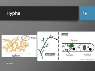 4. Fungi lecture | PPTX