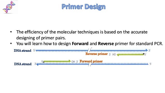 How To Design Forward And Reverse Primers For Pcr
