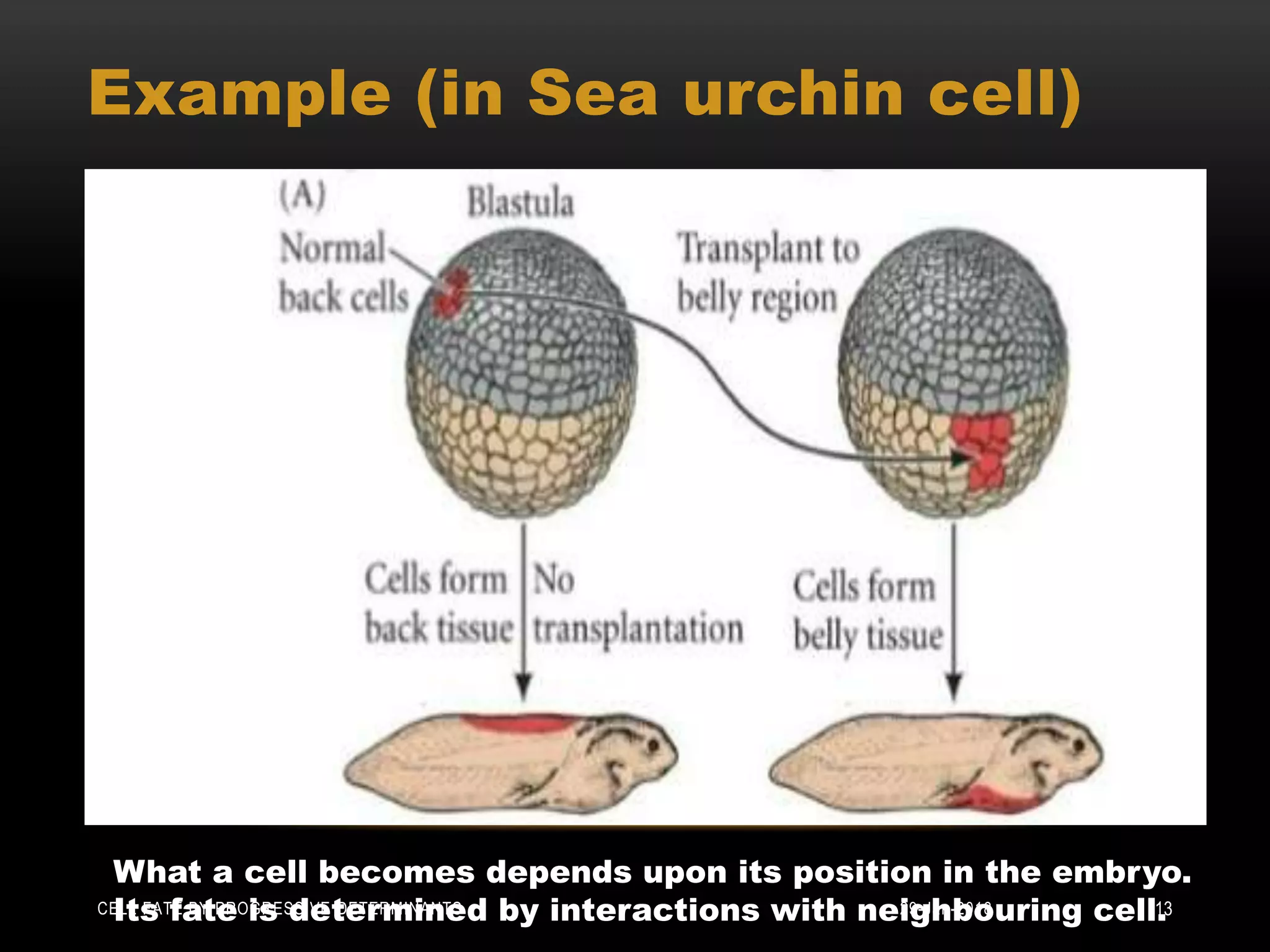 Example (in Sea urchin cell)
What a cell becomes depends upon its position in the embryo.
Its fate is determined by interactions with neighbouring cell.29-Jan-2018CELL FATE BY PROGRESSIVE DETERMINANTS 13
 