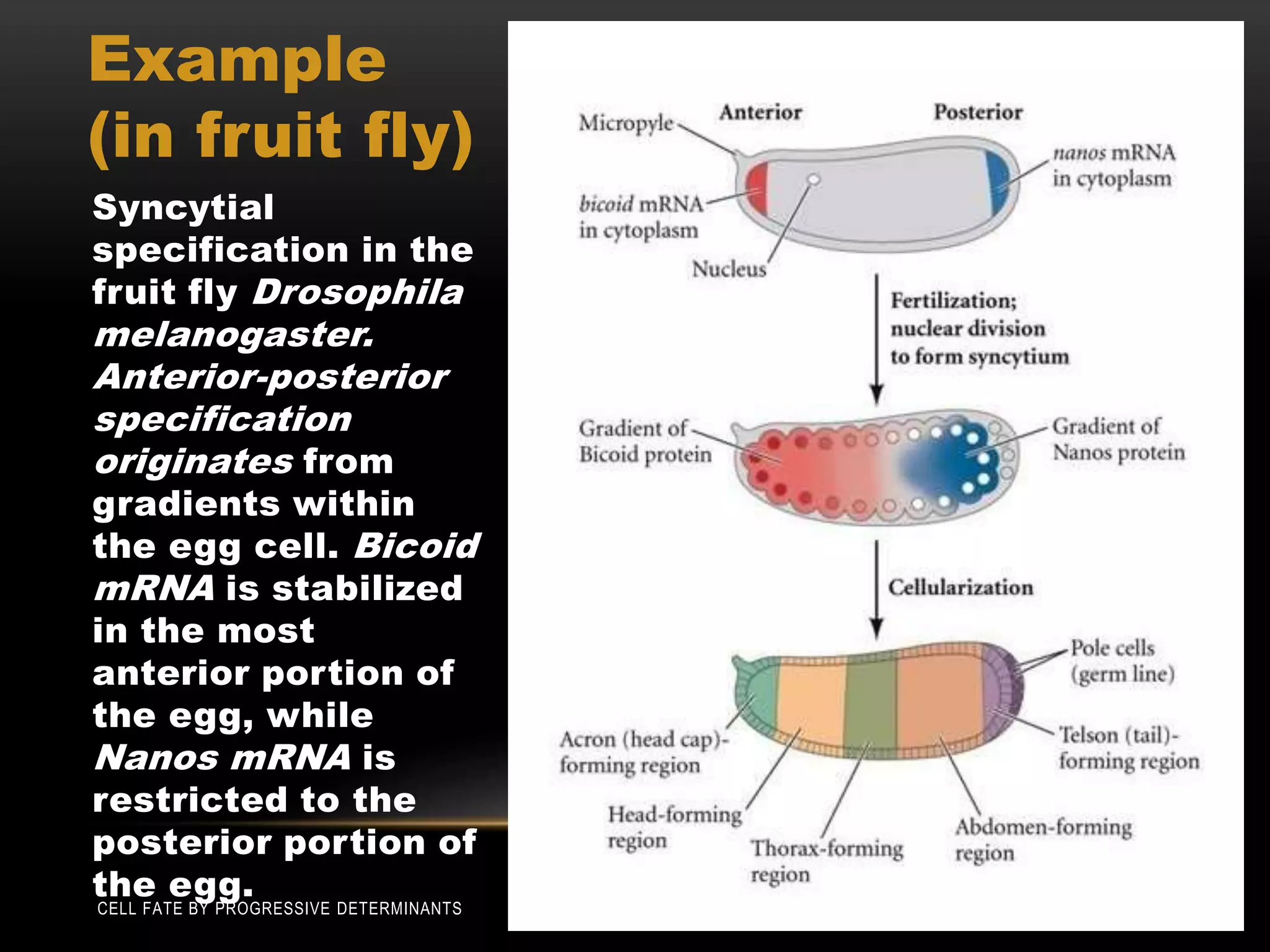 Example
(in fruit fly)
Syncytial
specification in the
fruit fly Drosophila
melanogaster.
Anterior-posterior
specification
originates from
gradients within
the egg cell. Bicoid
mRNA is stabilized
in the most
anterior portion of
the egg, while
Nanos mRNA is
restricted to the
posterior portion of
the egg.
29-Jan-2018CELL FATE BY PROGRESSIVE DETERMINANTS 17
 
