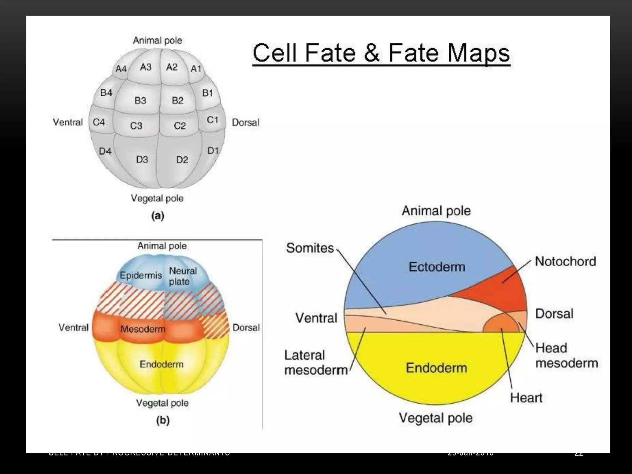29-Jan-2018CELL FATE BY PROGRESSIVE DETERMINANTS 22
 