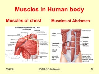 Muscles in Human body
Muscles of chest Muscles of Abdomen
7/3/2018 Prof.Dr.R.R.Deshpande 17
 