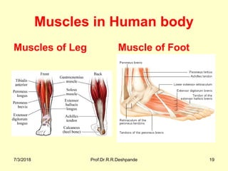 Muscles in Human body
Muscles of Leg Muscle of Foot
7/3/2018 Prof.Dr.R.R.Deshpande 19
 