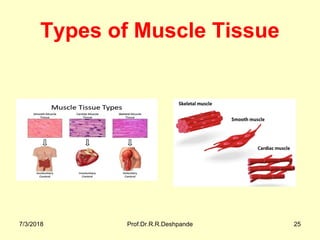 Types of Muscle Tissue
7/3/2018 Prof.Dr.R.R.Deshpande 25
 