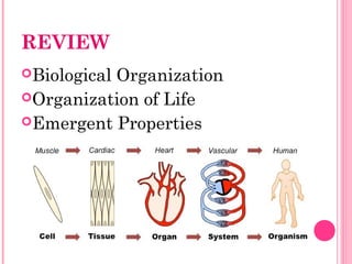 REVIEW
Biological Organization
Organization of Life
Emergent Properties
 