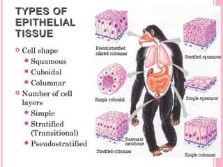 TYPES OFTYPES OF
EPITHELIALEPITHELIAL
TISSUETISSUE
 Cell shape
Squamous
Cuboidal
Columnar
 Number of cell
layers
Simple
Stratified
(Transitional)
Pseudostratified
 